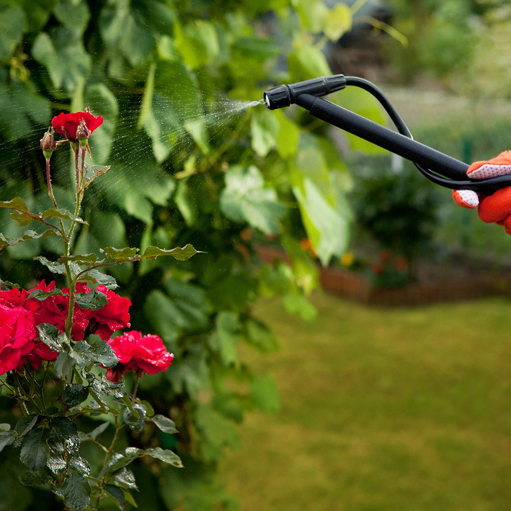 Termite, Pest Control Pensacola, FL Pace, Jay, Milton FL Exterminator