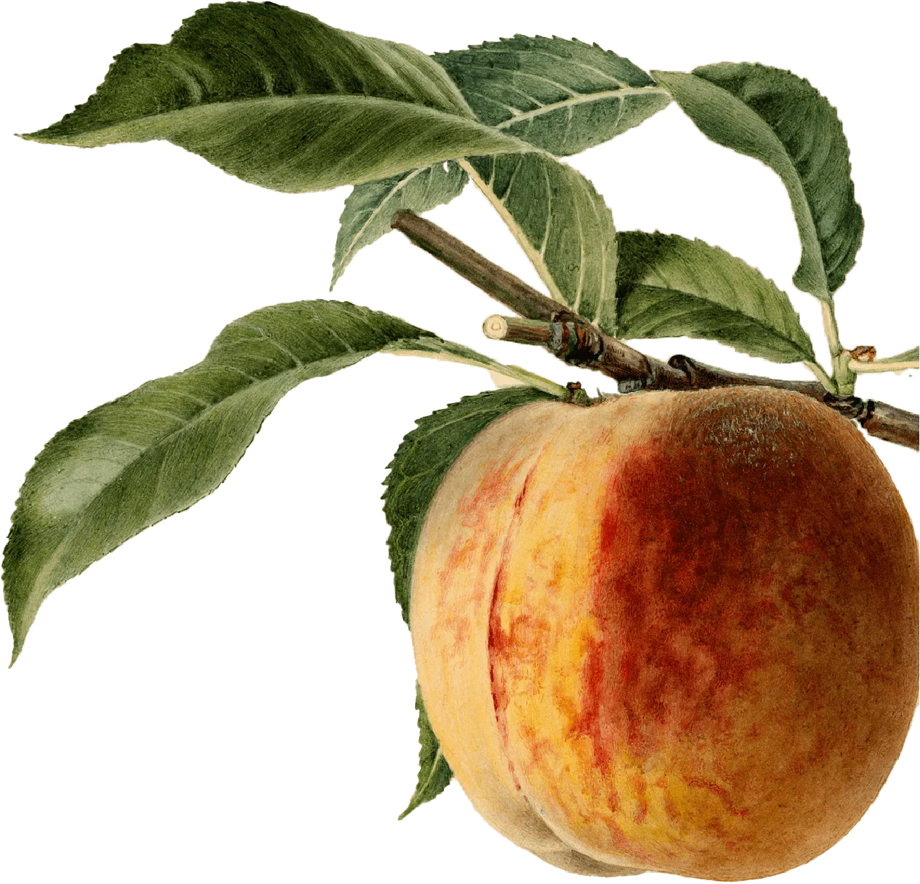 Adam and Eve — Public House and Garden Alnwick