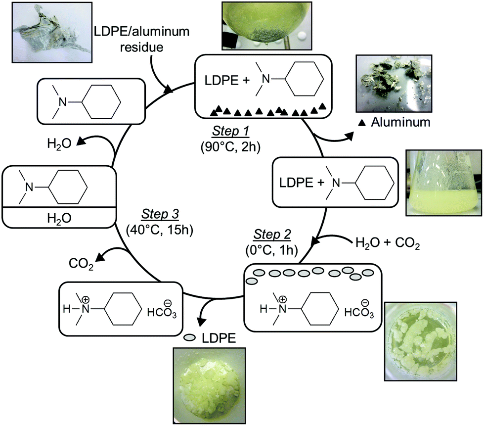 A diagram of a plantDescription automatically generated