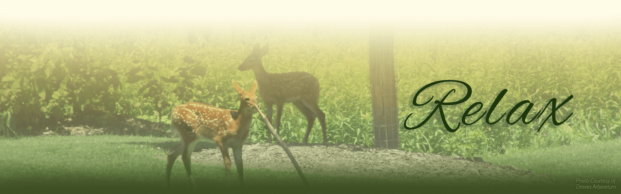 Town of Darien Zoning code enforcement