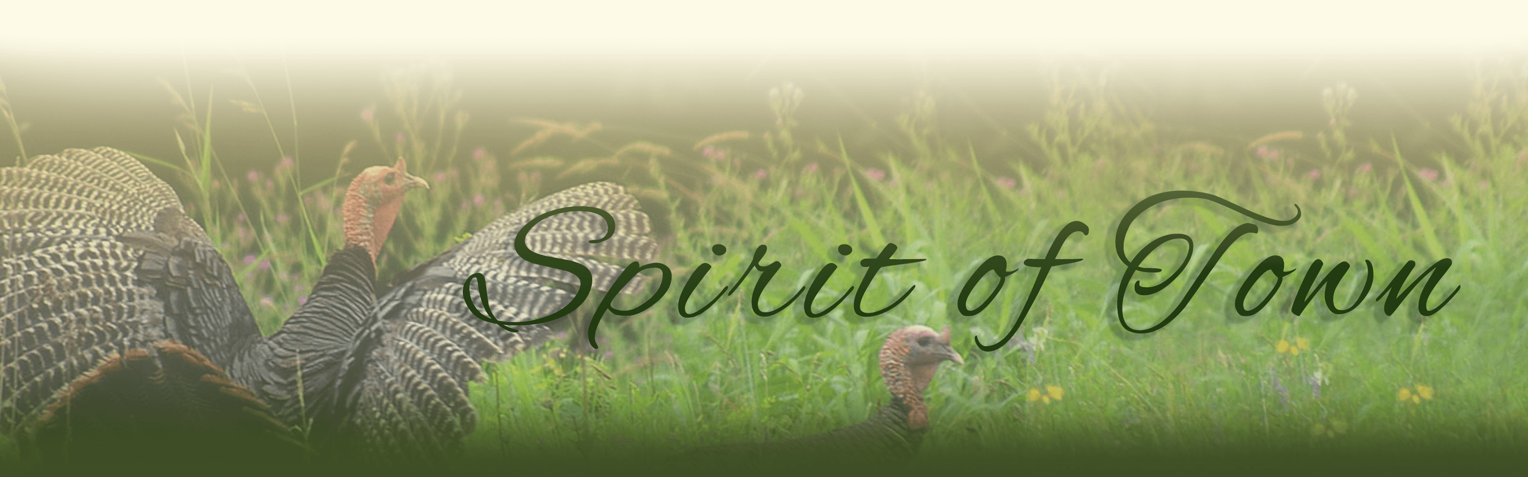 Town of Darien Zoning code enforcement