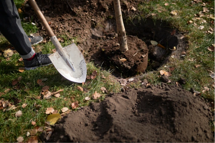Transplanting Trees 101: When Is the Best Time to Transplant Trees?