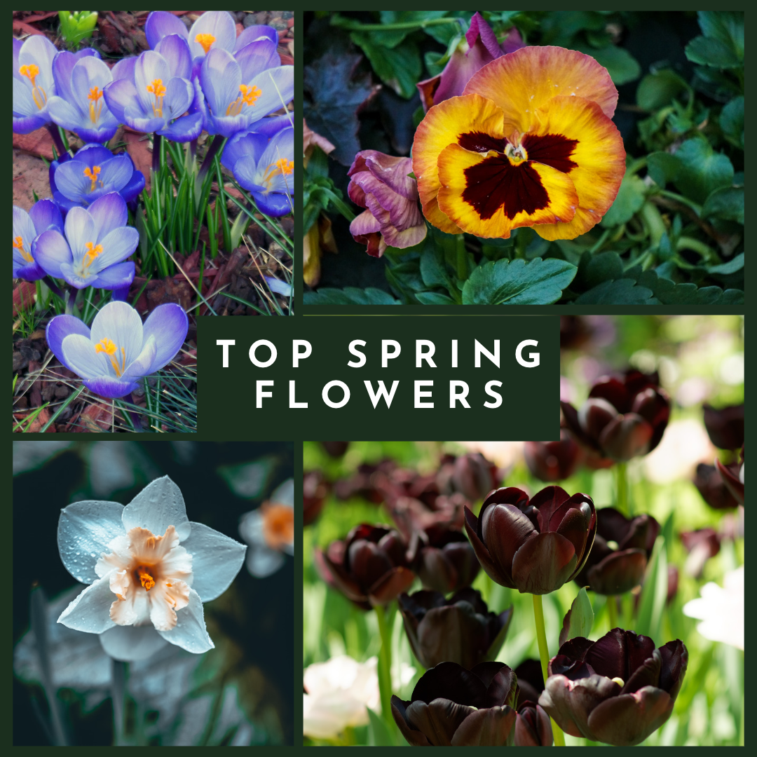 Seasonal Flower Combinations in Sweden A Blooming Guide for YearRound