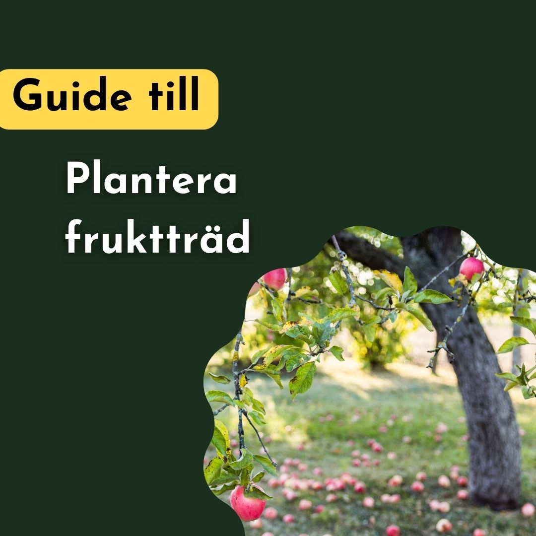 Plantera fruktträd Odla Mer app Gardening and plant care made easy