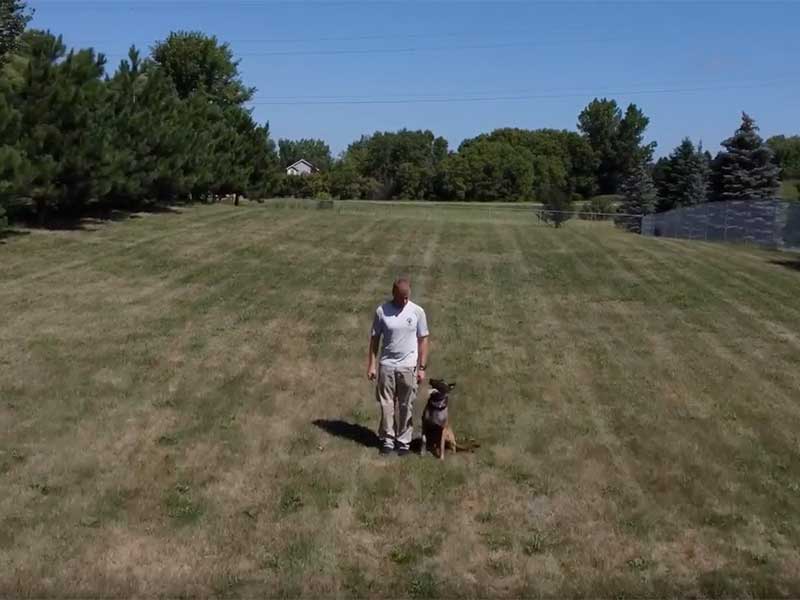 Transforming Your Dog's Behavior The Benefits of Dog Boot Camp