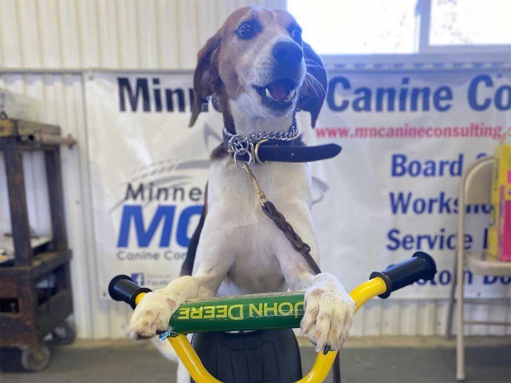 Transforming Your Dog's Behavior The Benefits of Dog Boot Camp