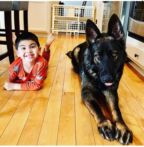 Dog Boot Camp Dog Training Class