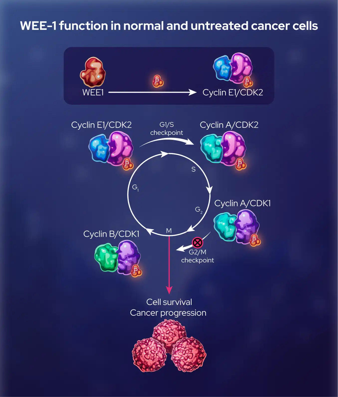 This Self Administered C5 Inhibitor Could Change Your Life Thanks To Az - posxvtn
