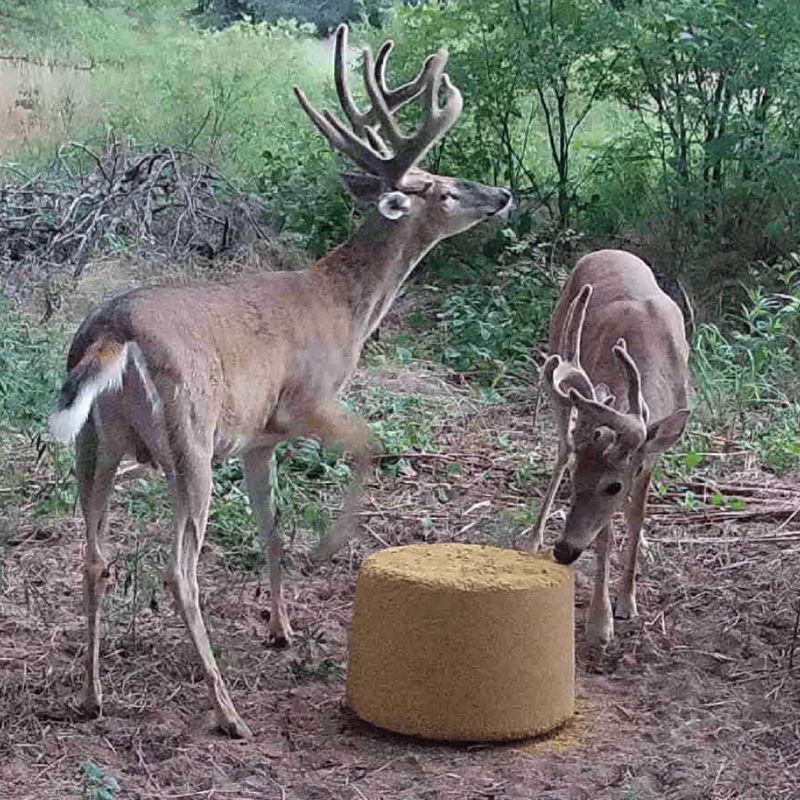 Rack Elite Protein Tub | Protein and Supplements | Jade Seed & Outdoor ...