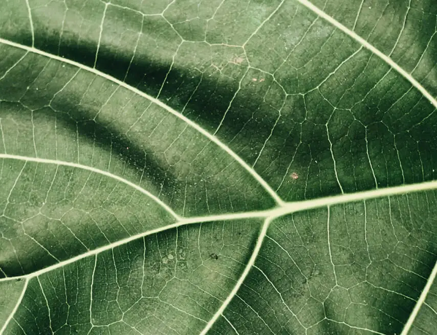 Zoomed in photo of a green leaf