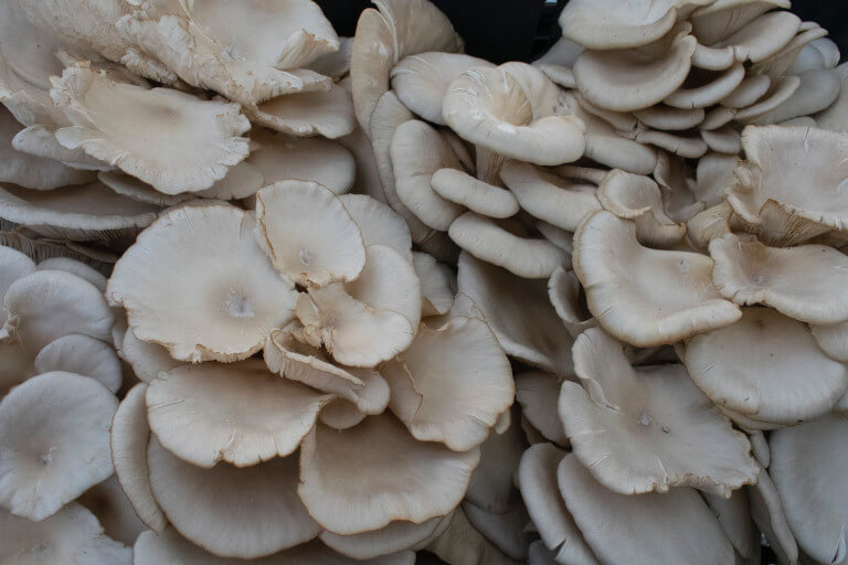 How to Grow Oyster Mushrooms At Home (BeginnerFriendly)