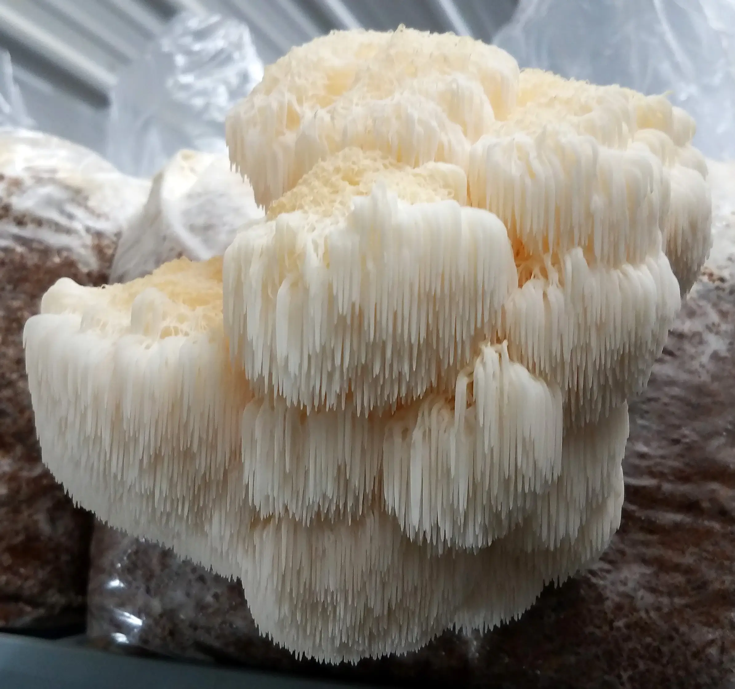 Growing Lion's Mane Mushrooms A Comprehensive Guide