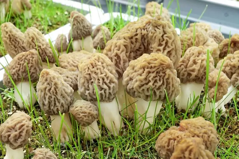 Growing Morel Mushrooms: Step-by-step Guide