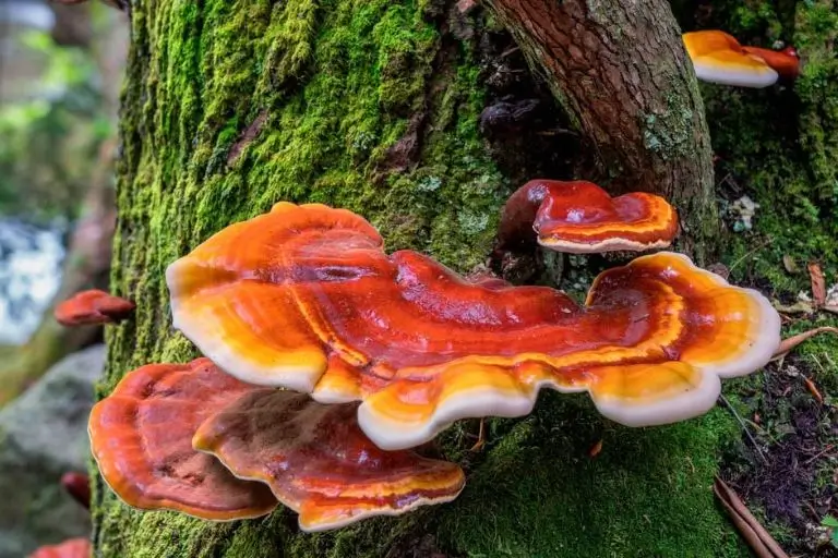 Growing Reishi Mushrooms Stepbystep Guide