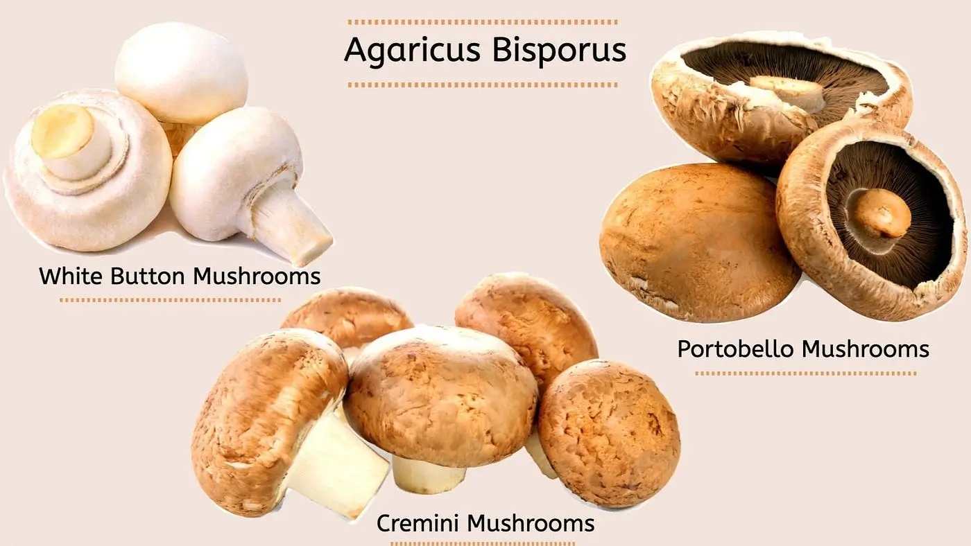 Button Mushrooms A Comprehensive Guide
