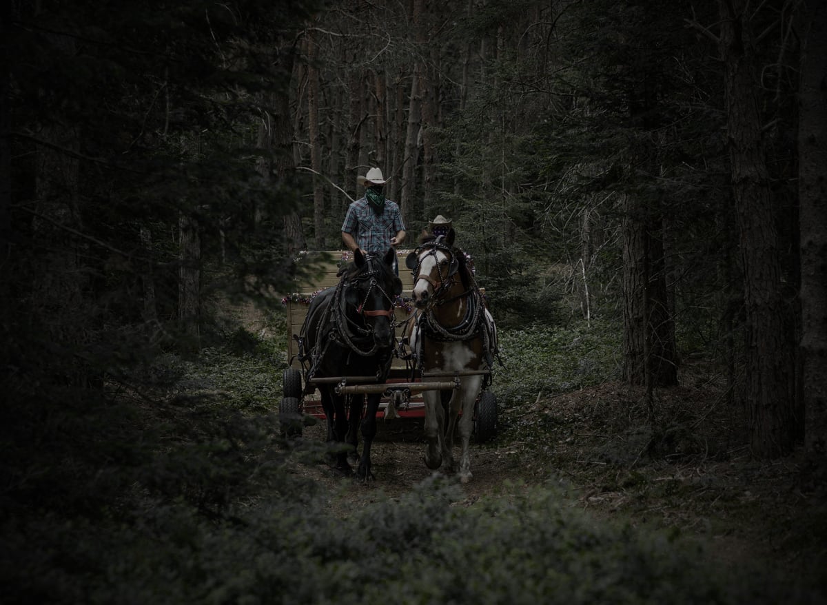 Percheron Draft Horses with a Wood Wagon in the Woods at the Lake Clear Lodge