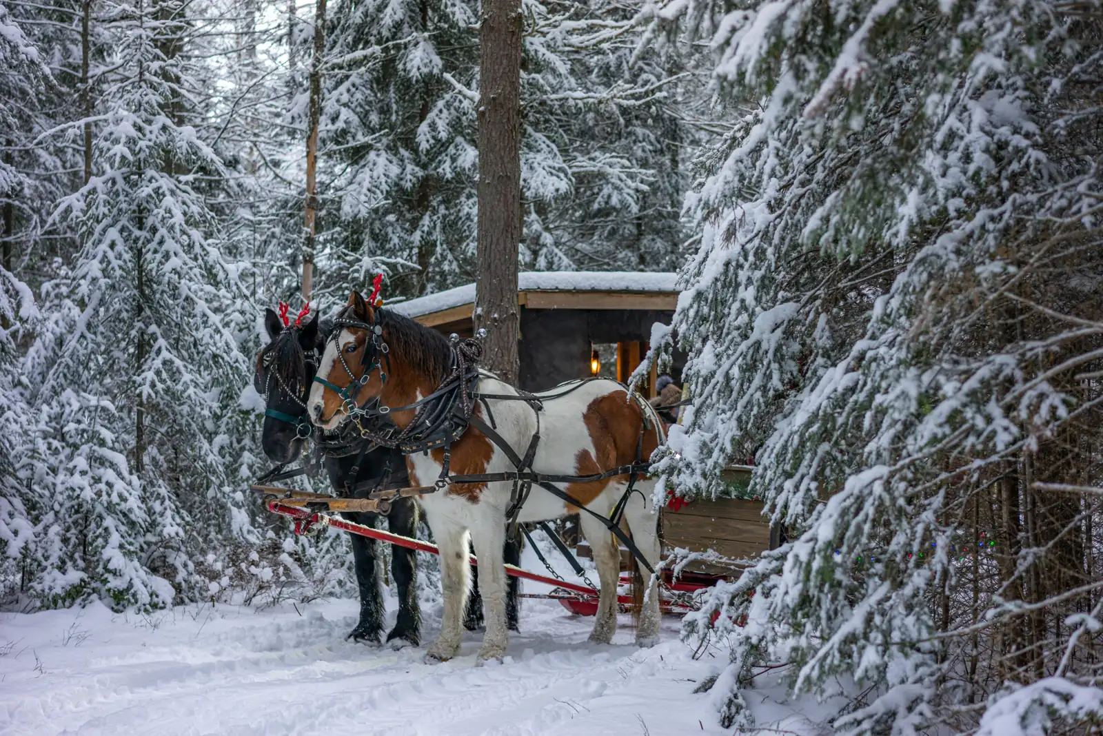 Percheron Draft Horses Jasper and Fly on a snowy winter trail at the Lake Clear Lodge.