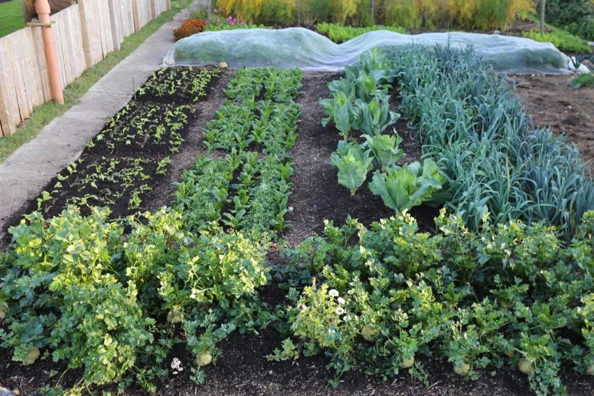 15a. Wider view of this area in October, small beds and narrow paths, wider bed in foreground