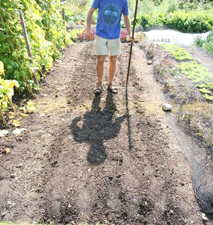 26. You can walk on beds, these are newly sown and I am firming the drills, September