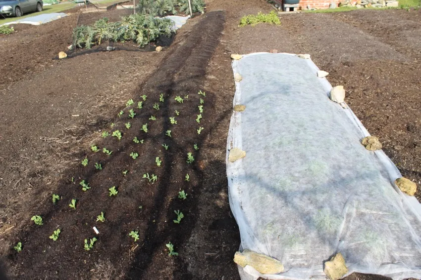 29. These beds are raised only slightly and the paths have just light mulches, mostly of compost