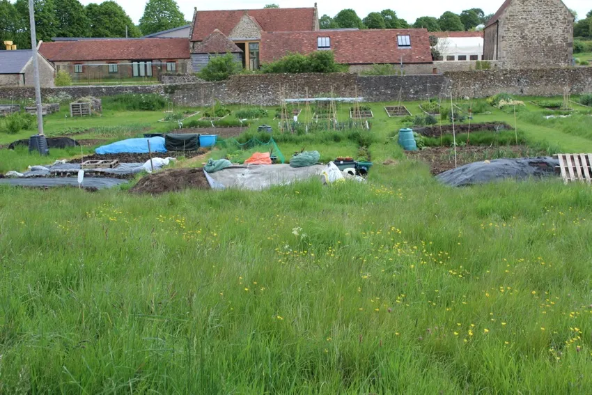 23. All the grass needs cutting, and there is too much of it near the vegetables