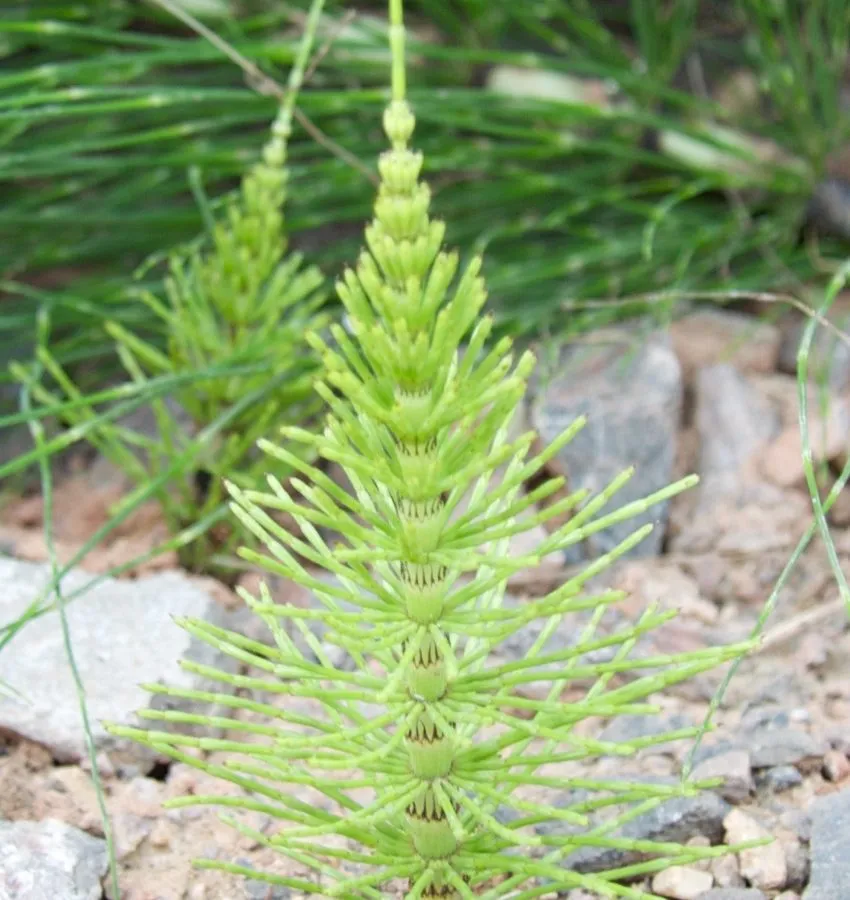 30a. Marestail grows up through a stone and cement path