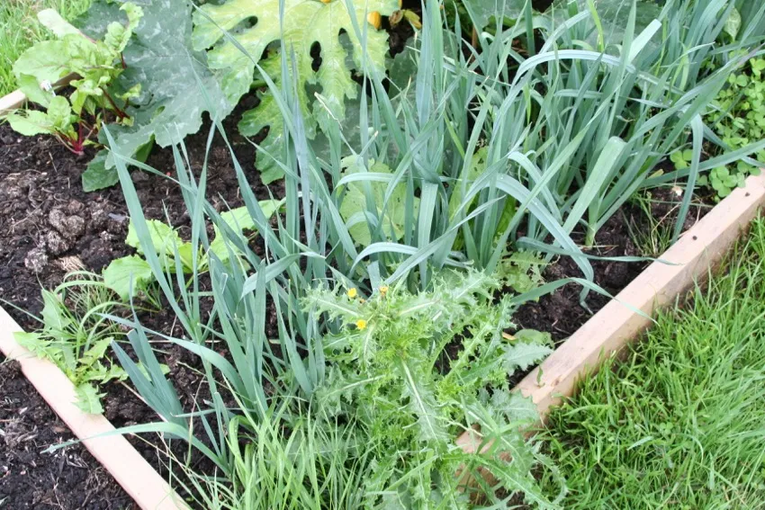 21. Path edge with couch grass and a thistle growing in the bed