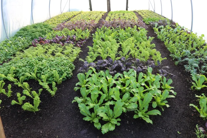 19a. Polytunnel paths between salads are 30cm/12in, just wide enough for access to harvest leaves