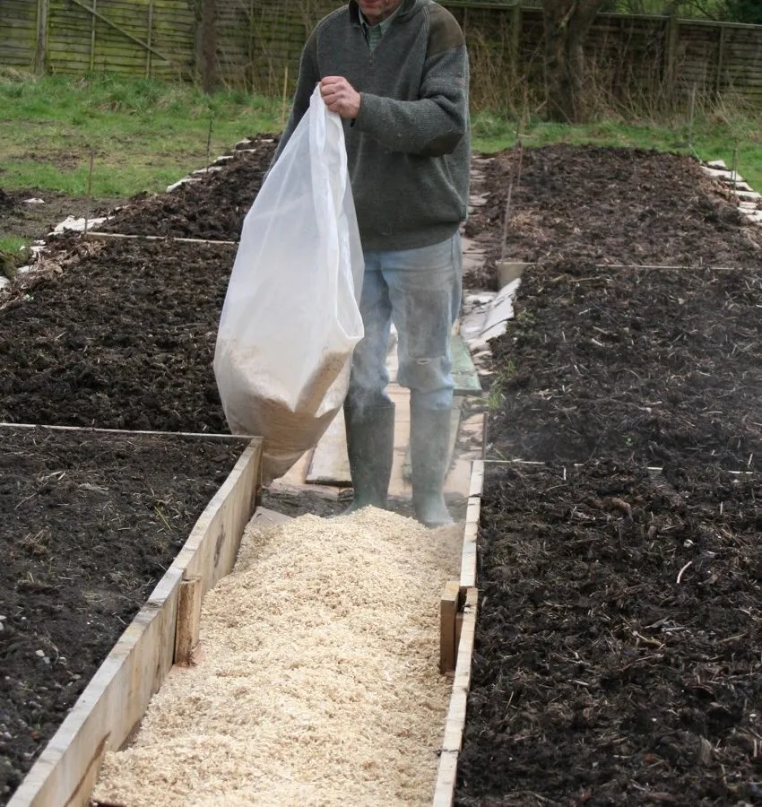 12. Spreading wood shavings on new cardboard. The weeds underneath did grow through