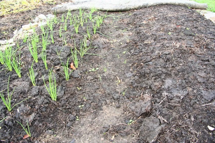 10. This ground was pasture 5 months earlier & mulched with wool carpet, then I spread a little manure on the path and it’s now growing new weeds!