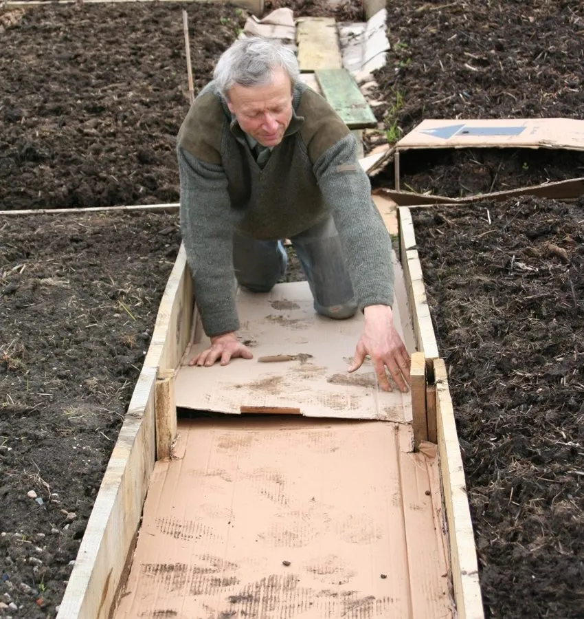 11. Laying cardboard on weeds, many perennials