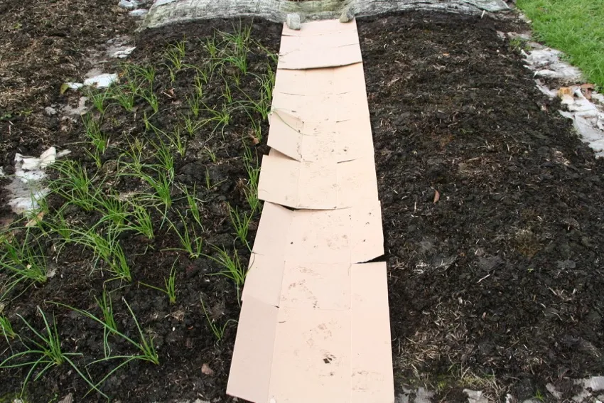 10a. In November I laid cardboard on the weeds