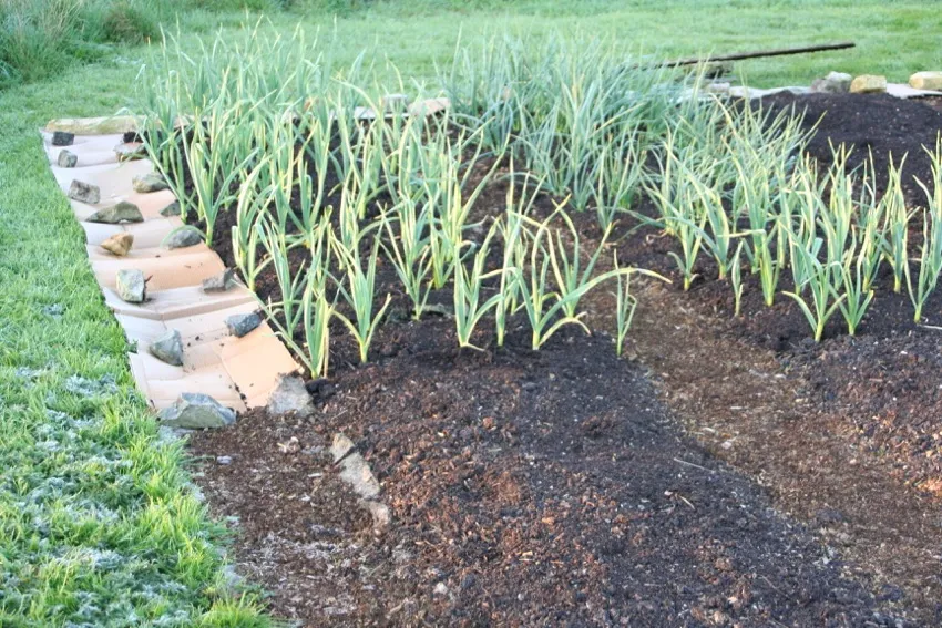 10b. This is after I laid cardboard along the grassy edge. Crops are garlic and onions