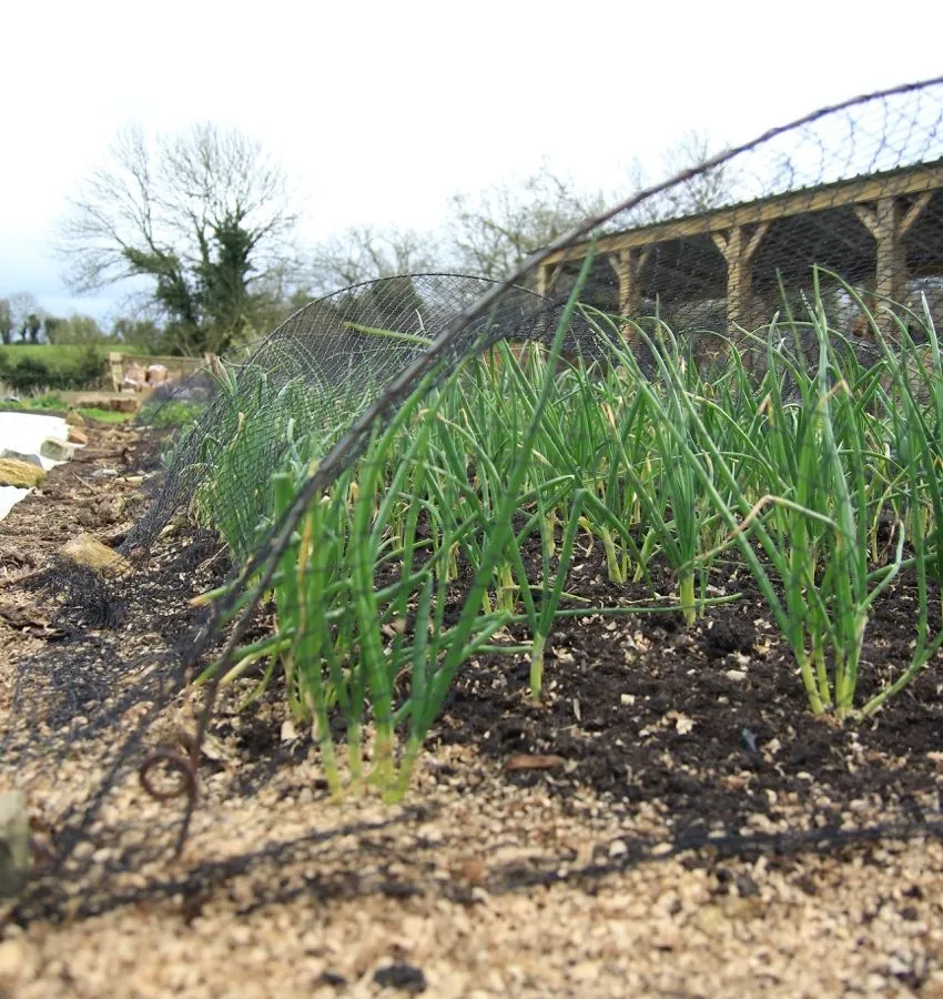 16a. Cloche hoops, spring onions and path mulch of wood shavings