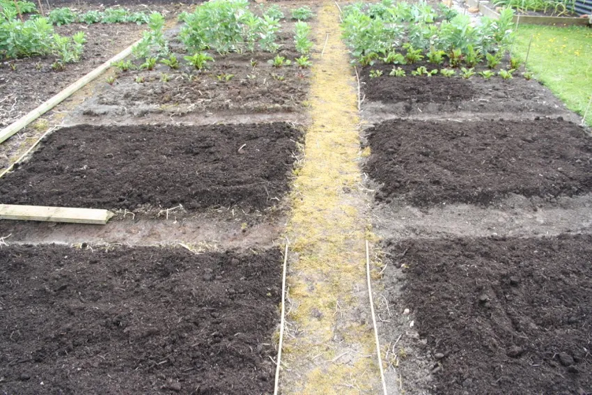 10c. Pasture was mulched a year earlier with polythene, old grass still visible on path in middle which has not been mulched. Other paths just had soil skimmed off to beds