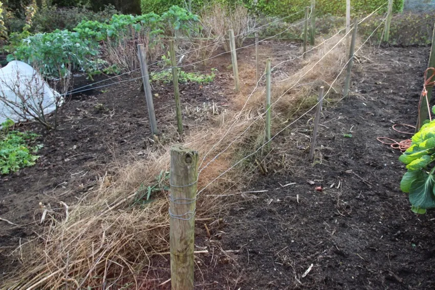 28. Using the old stems of asparagus, after cutting, as a path mulch between two rows