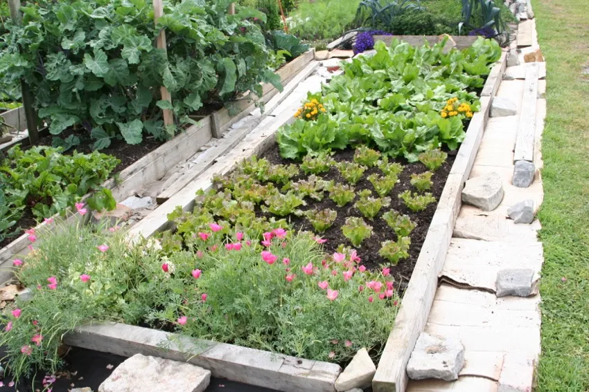 6. By September there is lettuce and chicory in the bed, and a third layer of cardboard because some couch grass persisted