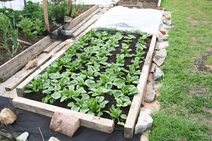 4. By 9th May, spinach and calabrese are growing and cardboard is decaying (+ double layer landscape fabric)