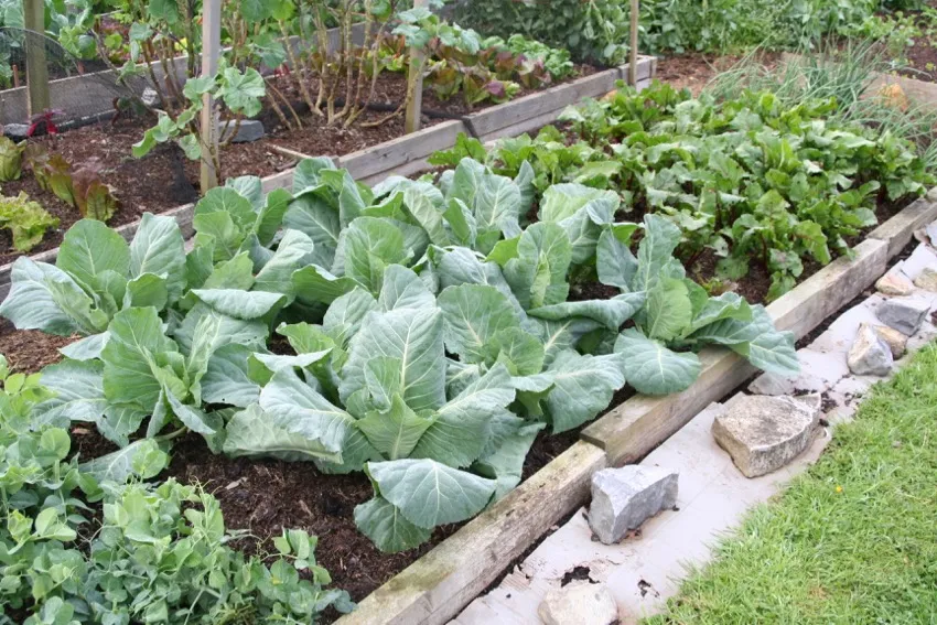 7. June 2014: peas, cabbage, beetroot: last application of cardboard, against couch grass which is now much weaker as it comes in from the edge