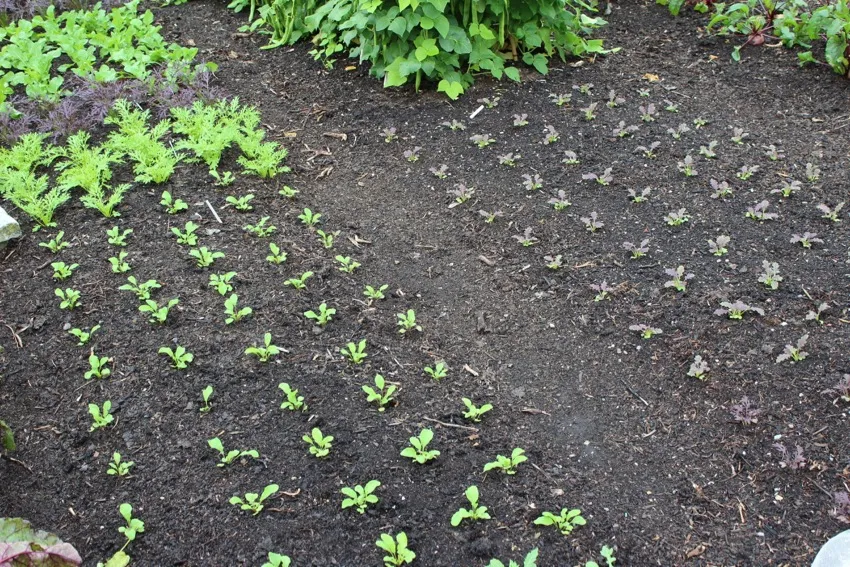 18. Autumn brassicas are overgrowing the paths and their roots are in the path soil