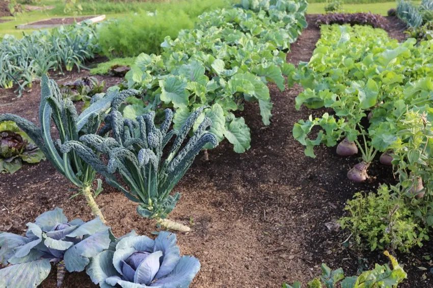 20. Beetroot next to the path have grown larger than those in the middle, thanks to accessing path moisture in dry conditions