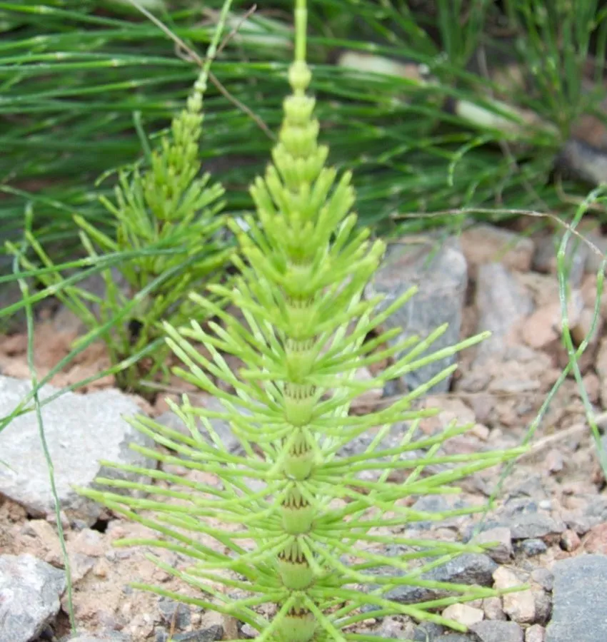 22. Marestail requires 100% light exclusion!