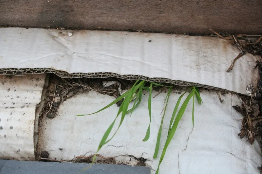 10. Leaves of couch grass pushing sideways to the edge of a cardboard overlap