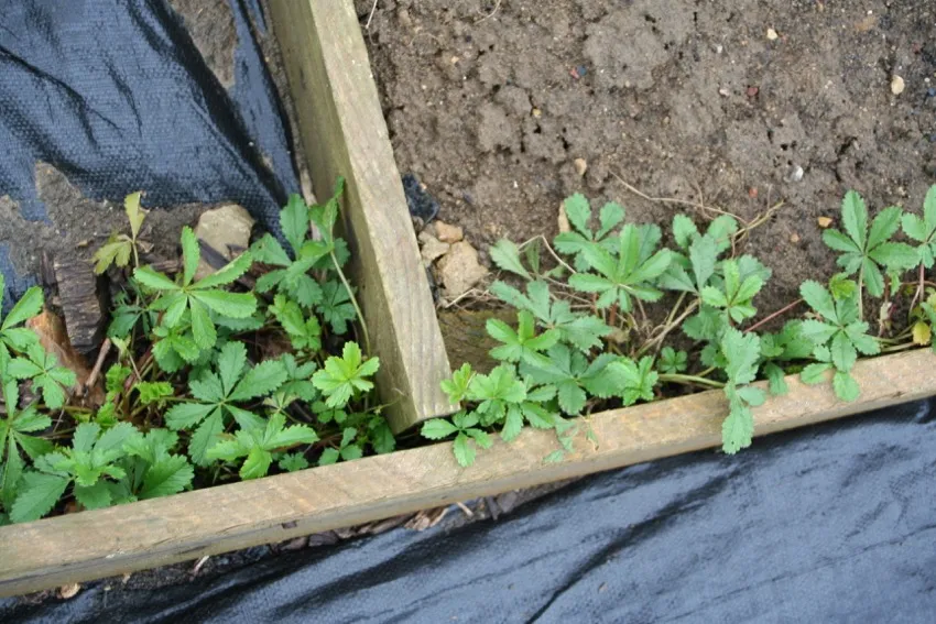 10e. Edges again, this is creeping tormentil* at an allotment