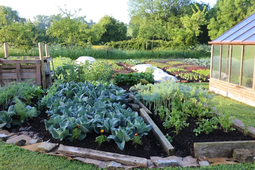 19. May and these beds are 3-6 months old, at a stage when the sides can be removed