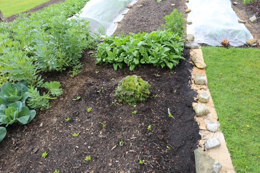 20. After lifting the wooden side, we laid new cardboard and compost along the edge