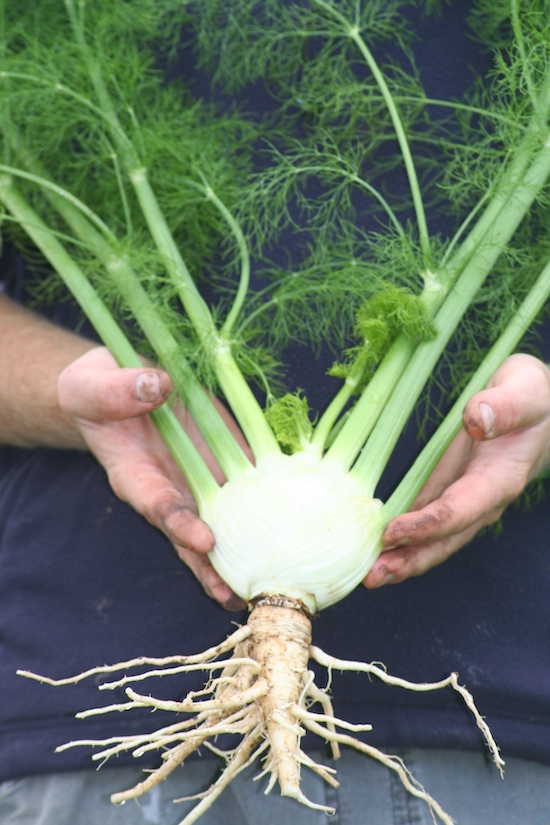 The benefits of multisowing