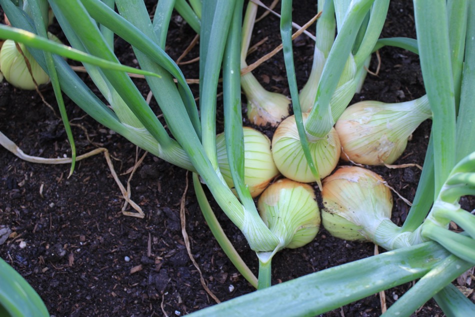 July update, potato and onion harvests, compost quality, saving seed
