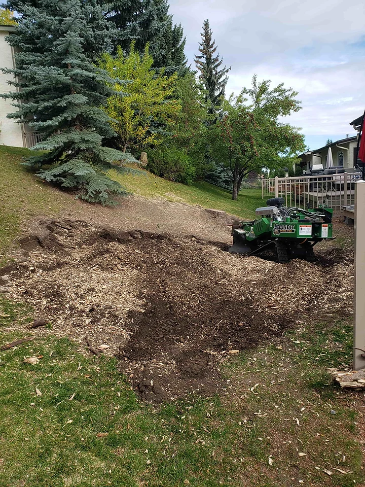 Stump Grinding vs Stump removal, what is the difference? Stubborn Stumps