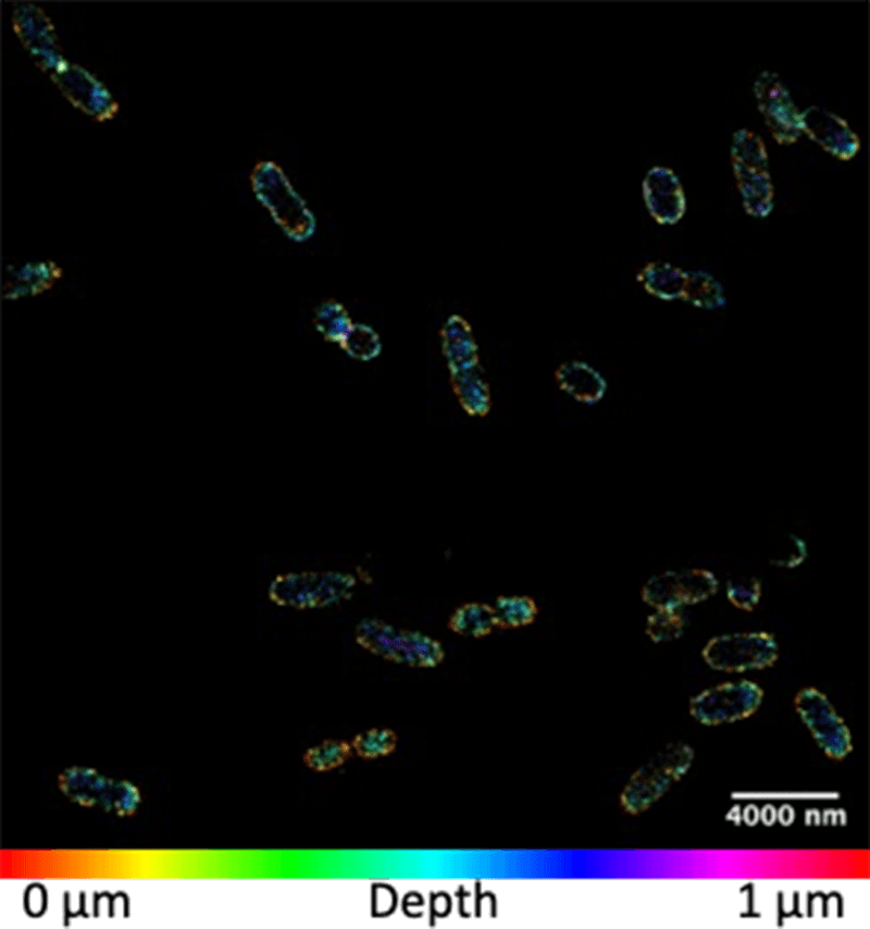 Imaging bacterial cell outer membranes in search of new antibiotics